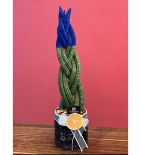 Örgülü Sansevieria Mavi Renk ( Büyük Boy 50cm)